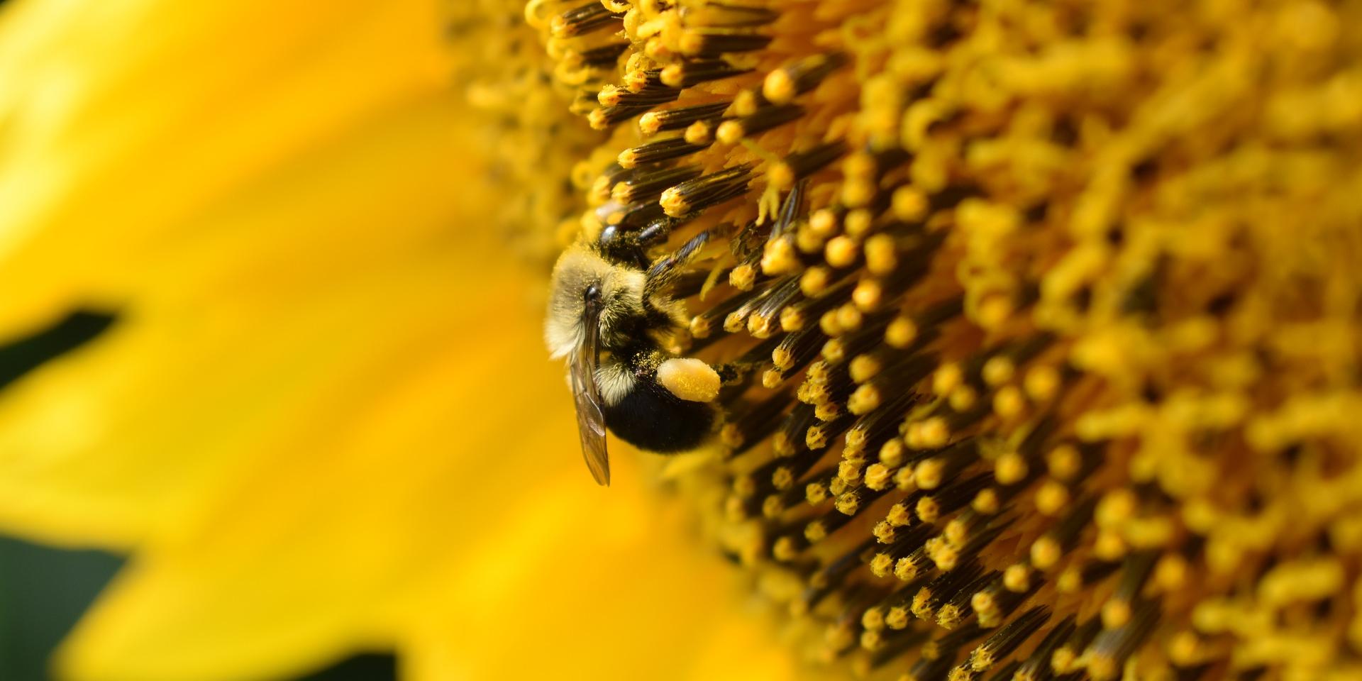 Ratujmy pszczoły
